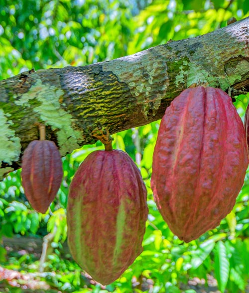 Cocoa fruit ( Theobroma cacao ) on a tree.